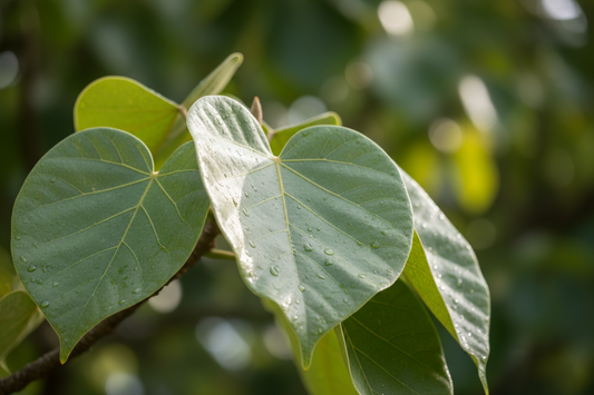 Kukui Oil: Hawaii’s Official State Tree Oil for Beautiful Skin